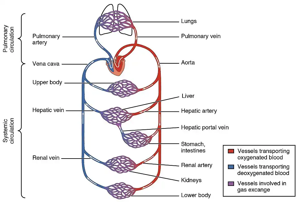 Diagram showing how blood flows through major organs in the torso.