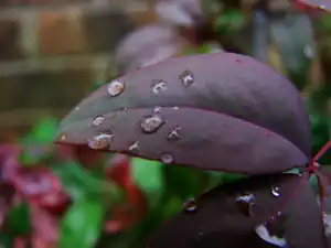 '"`UNIQ--postMath-00000001-QINU`"' direct colors 98 KB