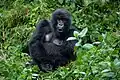 Mountain Gorilla