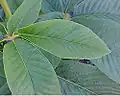 California Buckeye (Aesculus californica) leaves