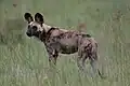 African Wild Dog