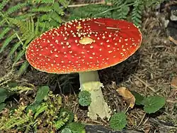 Amanita muscaria