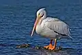 White Pelican