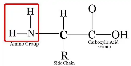 Amino acid structure