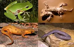 Amphibians