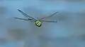 Dragon-fly