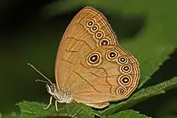 Satyrodes appalachia (Appalachian brown) Adult, ventral view of wings.