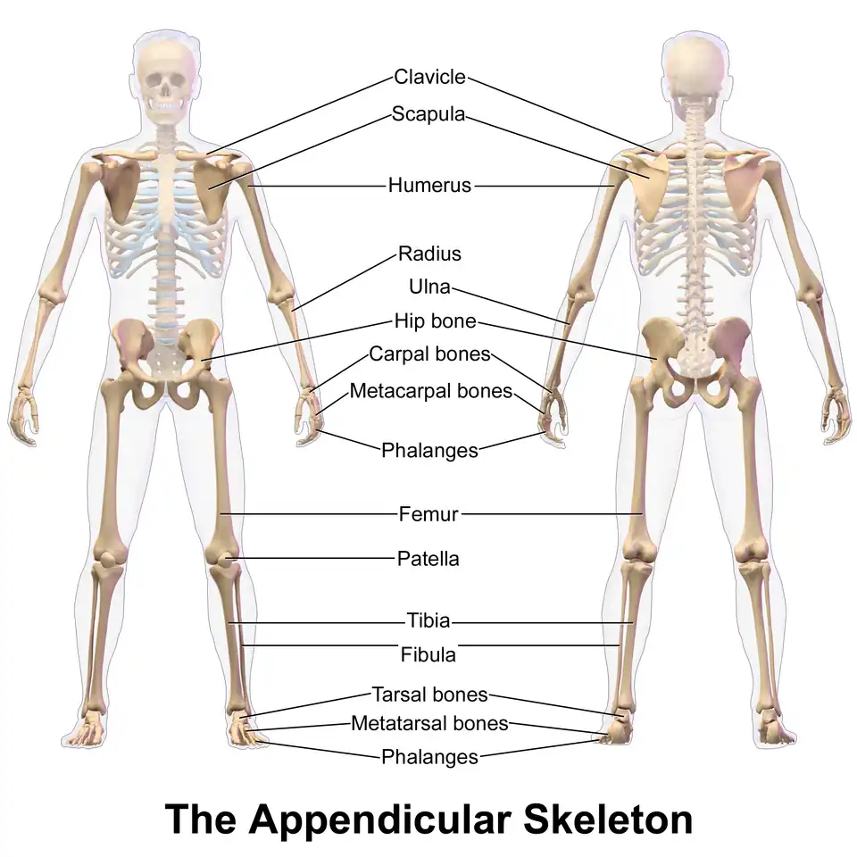Appendicular skeleton