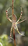 Banded Argiope ( Argiope trifasciata )
