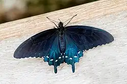 Battus philenor (pipevine swallowtail) Adult, dorsal view.