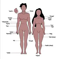 Vücudun bölümleri