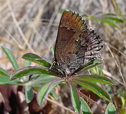 Callophrys irus (frosted elfin) Adult, ventral view of wings.