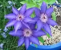 Purple clematis