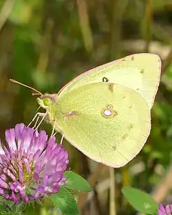 Colias philodice (clouded sulphur) Adult, ventral view of wings.