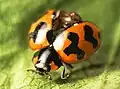 Coccinella transversalis