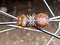 Cup Moth on bicycle wheel