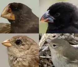 Darwin's finches