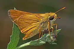 Anatrytone logan (Delaware skipper) Adult, ventral view of wings.
