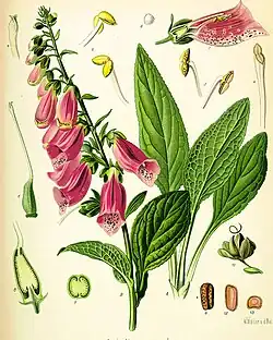 Digitalis purpurea illustration from Köhler's Medicinal Plants