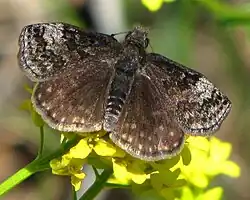Erynnis icelus (dreamy duskywing) Adult, dorsal view.