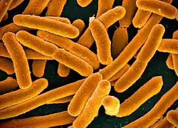E. coli bacteria help humans break down food!
