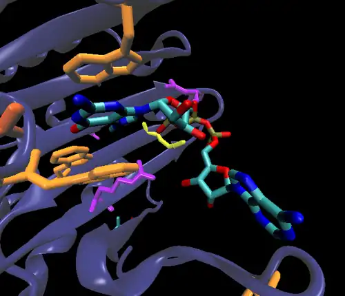 Depiction of interaction between cap analogue molecule and eIF4E protein.