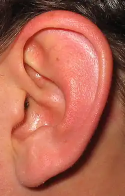 Human ear