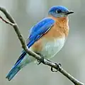 Blue Bird