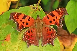 Polygonia comma (eastern comma) Adult, dorsal view.