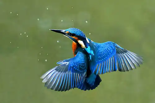 A Kingfisher