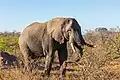 African Elephant