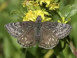 Erynnis persius (persius duskywing) Adult, dorsal view.