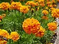 Marigold