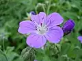 Geranium