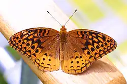 Speyeria cybele (great spangled fritillary) Adult, dorsal view.