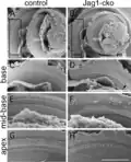 Arrangement of the hair cells on the cochlea. Left=healthy;Right=pattern defects