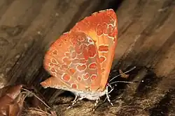 Feniseca tarquinius (harvester) Adult, ventral view of wings.
