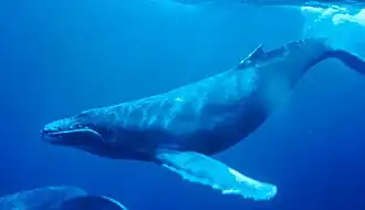Humpback Whale