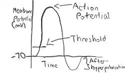 Picture of a action potential that I drew.