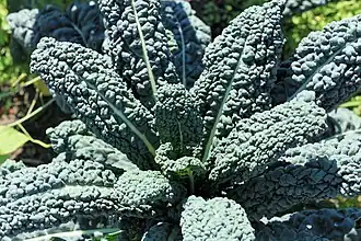 Tuscan kale