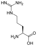 L-arginine Arg, R