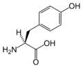 L-Tyrosine (Tyr / Y)