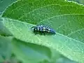 2. The Larvae that hatches from the egg is small and long and has 6 legs.