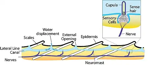 Sketch of the anatomy of the lateral line sensory system.