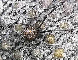 Brown Widow ( Latrodectus geometricus )