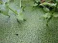 Duckweed