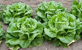 Butterhead lettuce