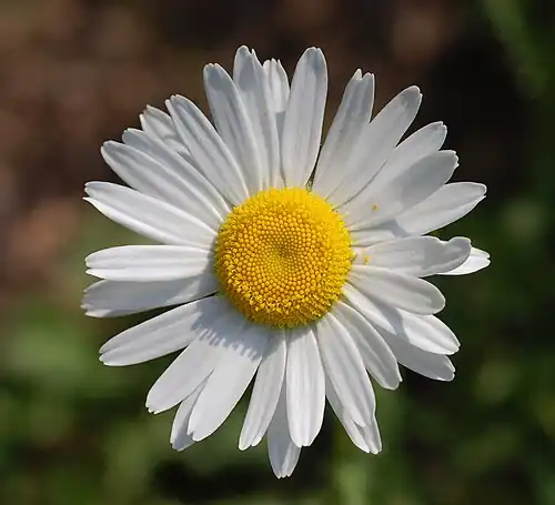 Leucanthemum