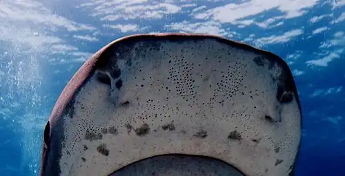 Figure 3: Head of a tiger shark. The small black dots are the pores of the ampullae of Lorenzini.