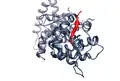 The Human papilloma virus E7 oncoprotein mimic of the LxCxE motif (red) bound to the host Retinoblastoma protein (dark grey)(PDB 1gux.